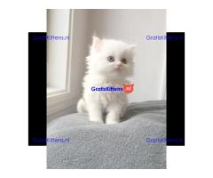 Gratis Perzische kittens ter adoptie