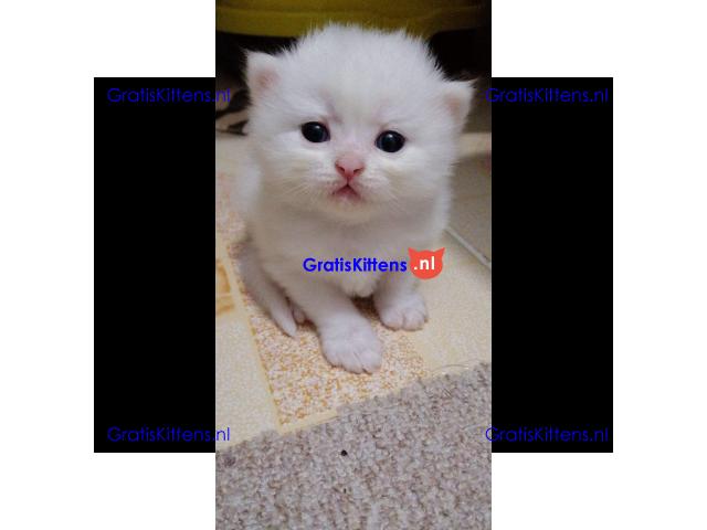 Gratis Perzische kittens ter adoptie