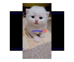 Gratis Perzische kittens ter adoptie