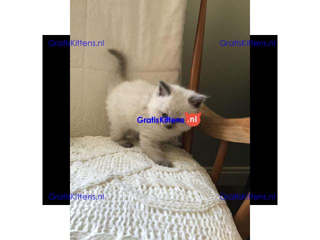 Gratis Ragdoll-kitten ter adoptie