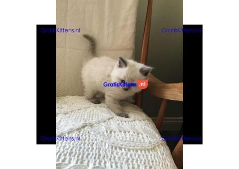 Gratis Ragdoll-kitten ter adoptie