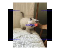 Gratis Ragdoll-kitten ter adoptie