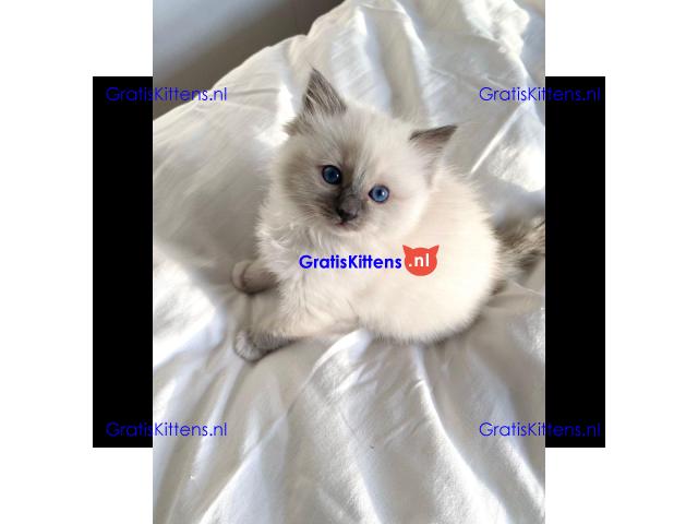 Gratis Ragdoll-kitten ter adoptie