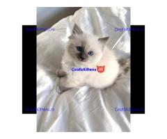 Gratis Ragdoll-kitten ter adoptie