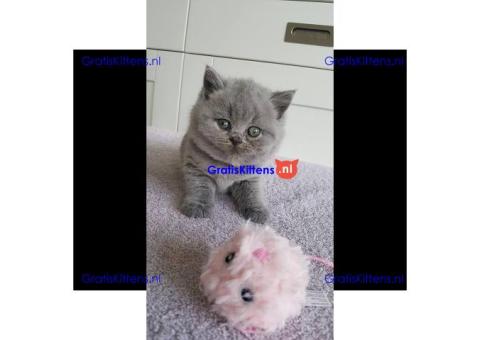 Fantastische Britse Korthaarkittens ter adoptie