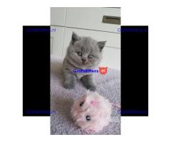 Fantastische Britse Korthaarkittens ter adoptie
