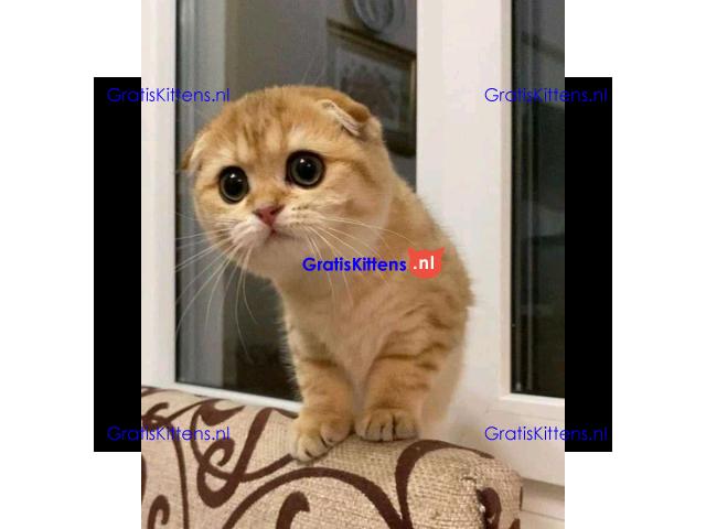Fantastische Scottish Fold-kittens en -poezen ter adoptie