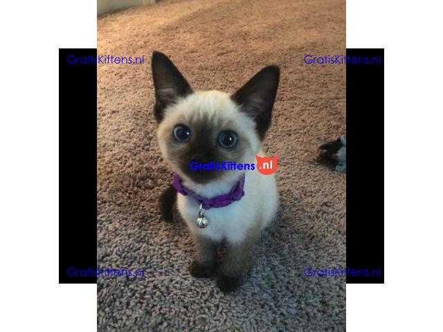 Siamese kittens voor gratis adoptie