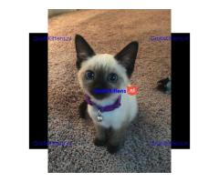 Siamese kittens voor gratis adoptie
