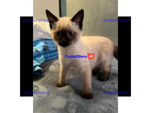Siamese kittens voor gratis adoptie