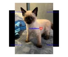 Siamese kittens voor gratis adoptie