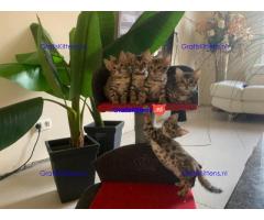 Cattery Kittens te koop €200