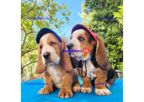 Basset Hound-puppy's voor adoptie en verkoop