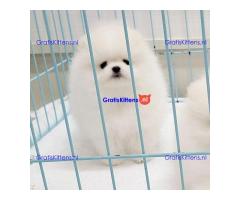 Mooie Pommerse puppy's klaar voor adoptie
