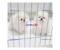 Mooie Pommerse puppy's klaar voor adoptie