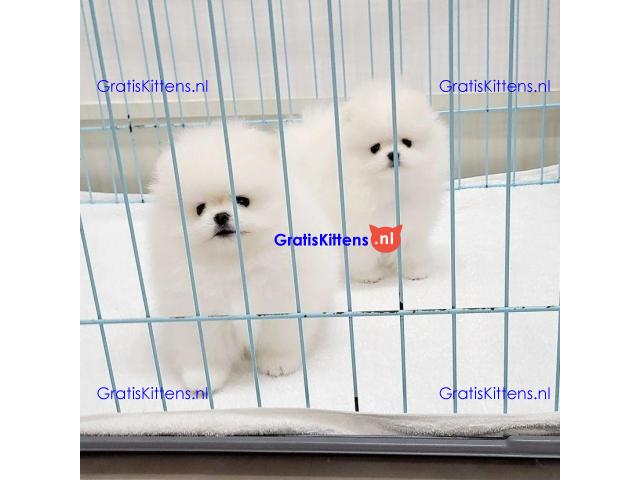 Mooie Pommerse puppy's klaar voor adoptie