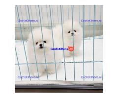Mooie Pommerse puppy's klaar voor adoptie