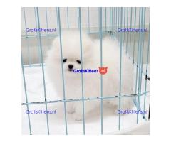 Mooie Pommerse puppy's klaar voor adoptie