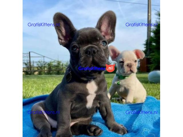 Mooie Franse Bulldog-puppy's reuen en