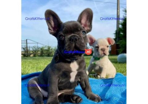 Mooie Franse Bulldog-puppy's reuen en