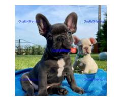 Mooie Franse Bulldog-puppy's reuen en
