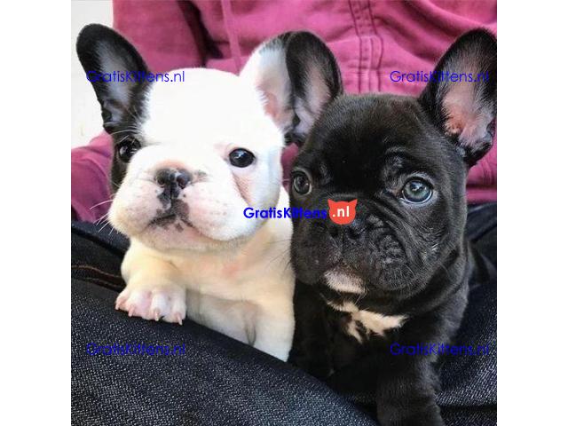 Mooie Franse Bulldog-puppy's reuen en