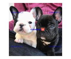 Mooie Franse Bulldog-puppy's reuen en