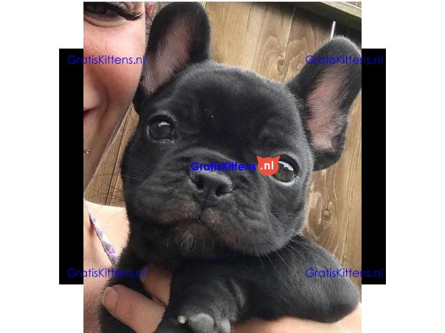 Mooie Franse Bulldog-puppy's reuen en