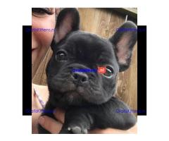Mooie Franse Bulldog-puppy's reuen en