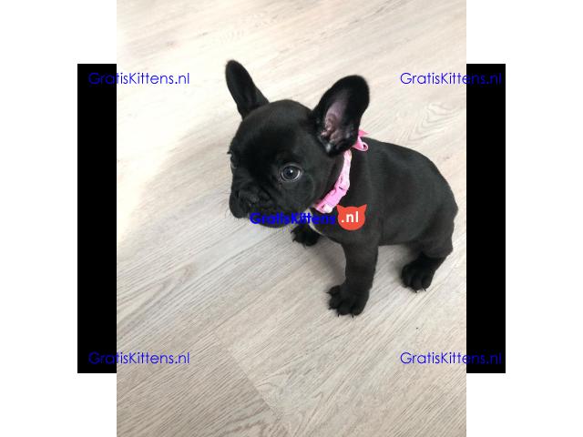 2 geweldige Franse bulldog-puppy's te koop