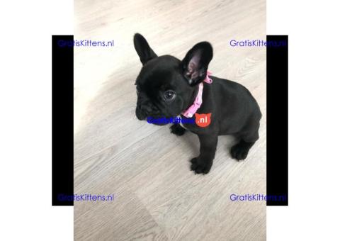 2 geweldige Franse bulldog-puppy's te koop