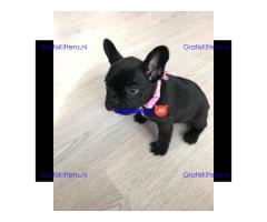 2 geweldige Franse bulldog-puppy's te koop