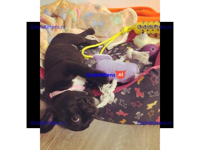 2 geweldige Franse bulldog-puppy's te koop