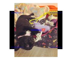 2 geweldige Franse bulldog-puppy's te koop