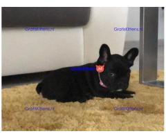 2 geweldige Franse bulldog-puppy's te koop