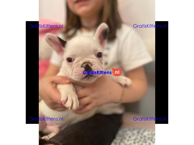 2 geweldige Franse bulldog-puppy's te koop