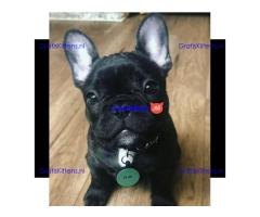 Mannelijke en vrouwelijke Franse Bulldog-puppy's