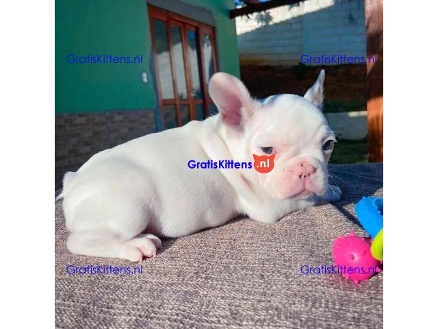 Mannelijke en vrouwelijke Franse Bulldog-puppy's
