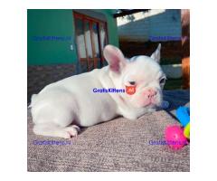 Mannelijke en vrouwelijke Franse Bulldog-puppy's