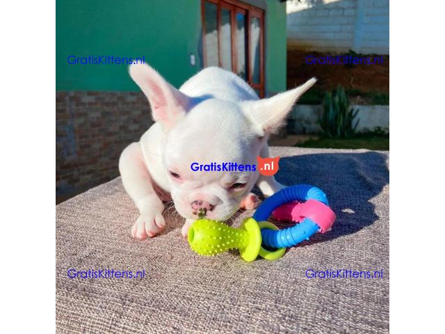 Mannelijke en vrouwelijke Franse Bulldog-puppy's