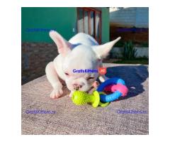 Mannelijke en vrouwelijke Franse Bulldog-puppy's