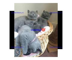 Britse Korthaar/Scottish Fold Blauw en Lilac kitten