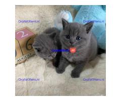 Britse Korthaar/Scottish Fold Blauw en Lilac kitten