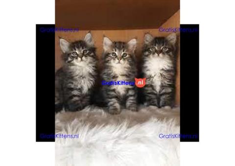 Maine Coon kittens te koop