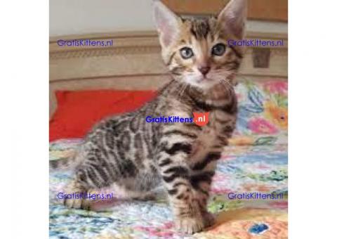 Pretty and Lovely Bengal Kittens Available
