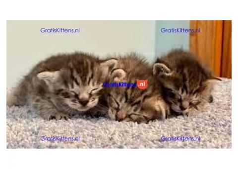 Male and Female Lovely F4 Savannah Kittens