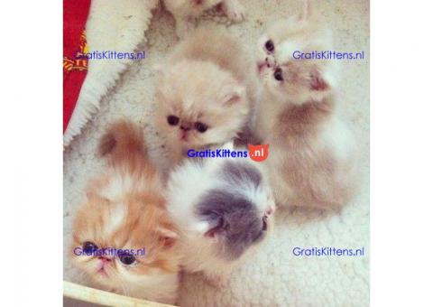 Persian Kittens Still ready For New Home