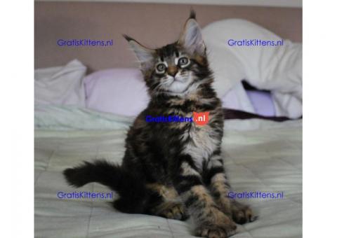 Maine coon kittens