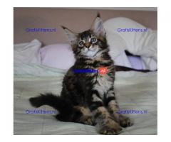 Maine coon kittens