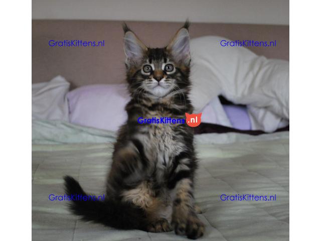 Maine coon kittens